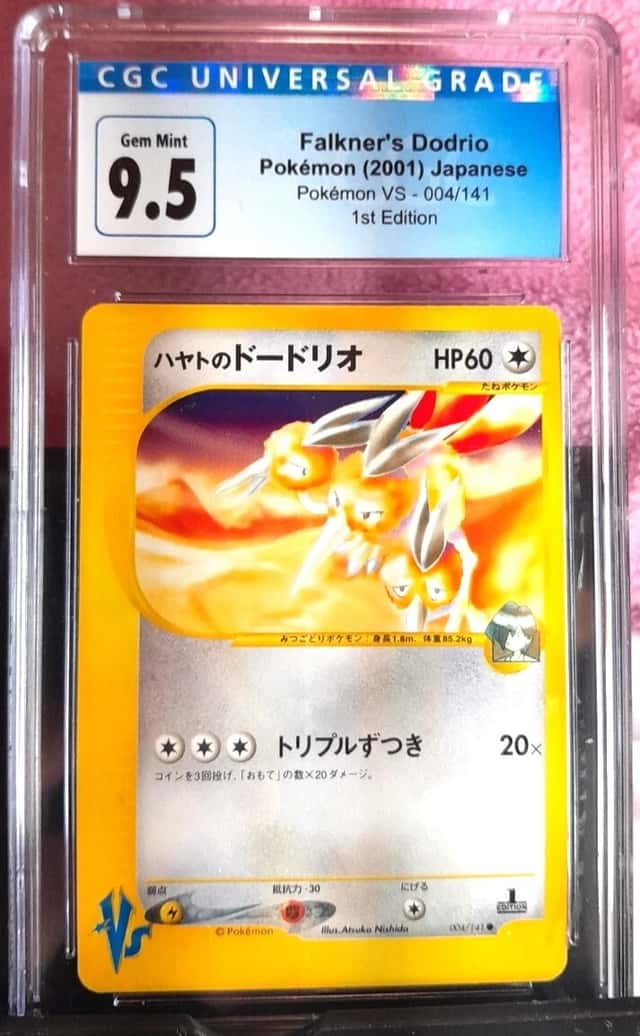 Falkner's Dodrio