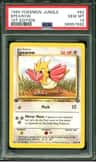 Spearow