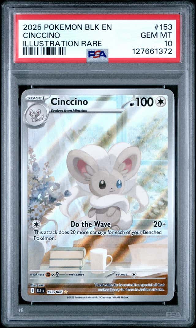 Cinccino