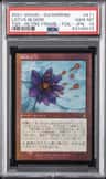 Lotus Bloom
