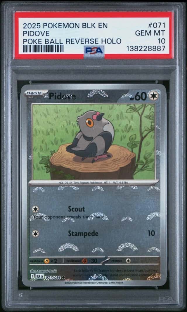 Pidove