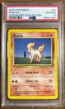 Ponyta