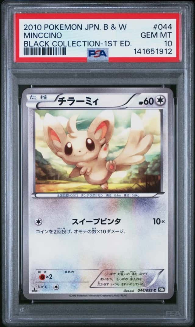 Minccino