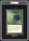 Black Lotus