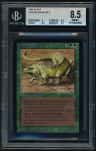 Thicket Basilisk