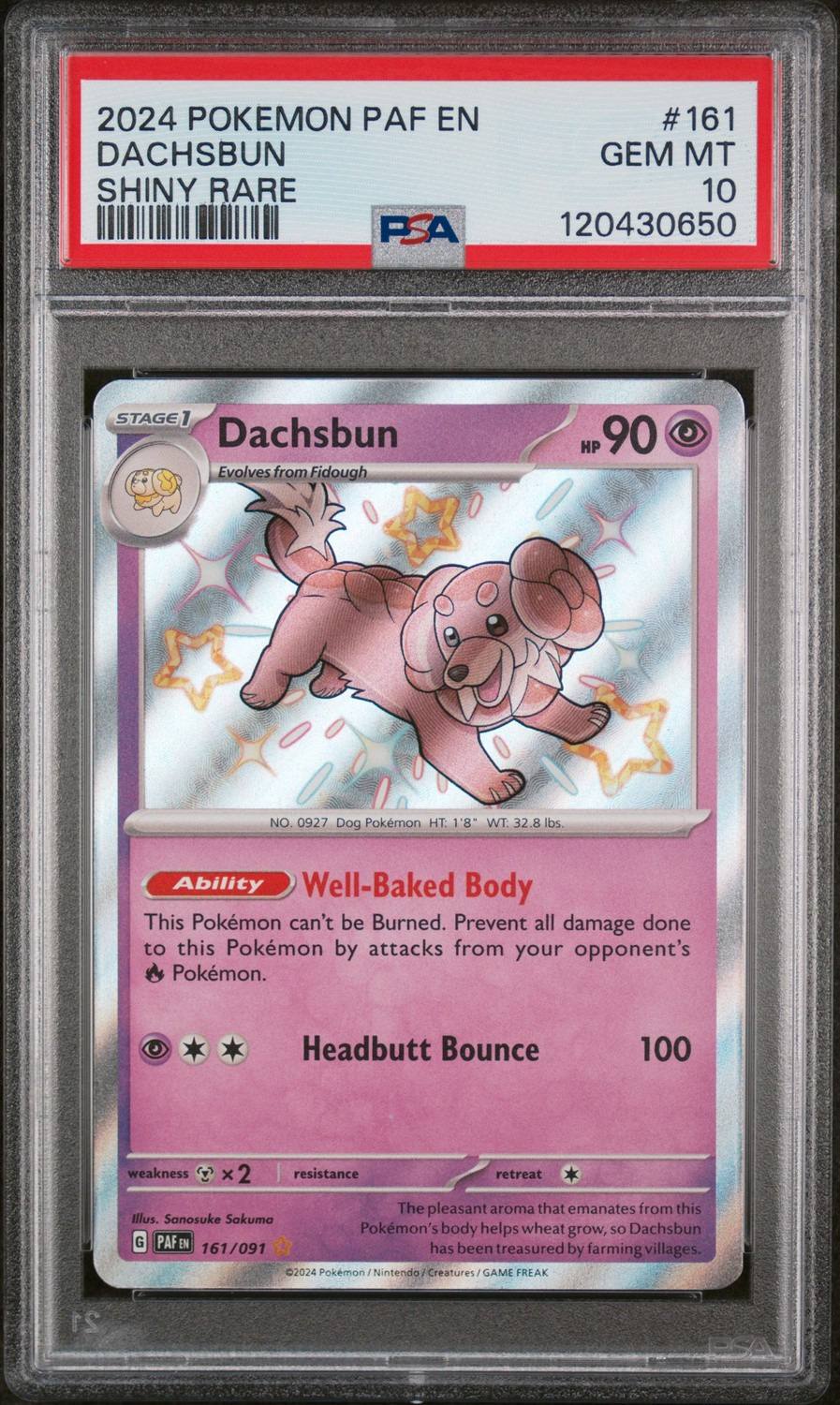 Dachsbun
