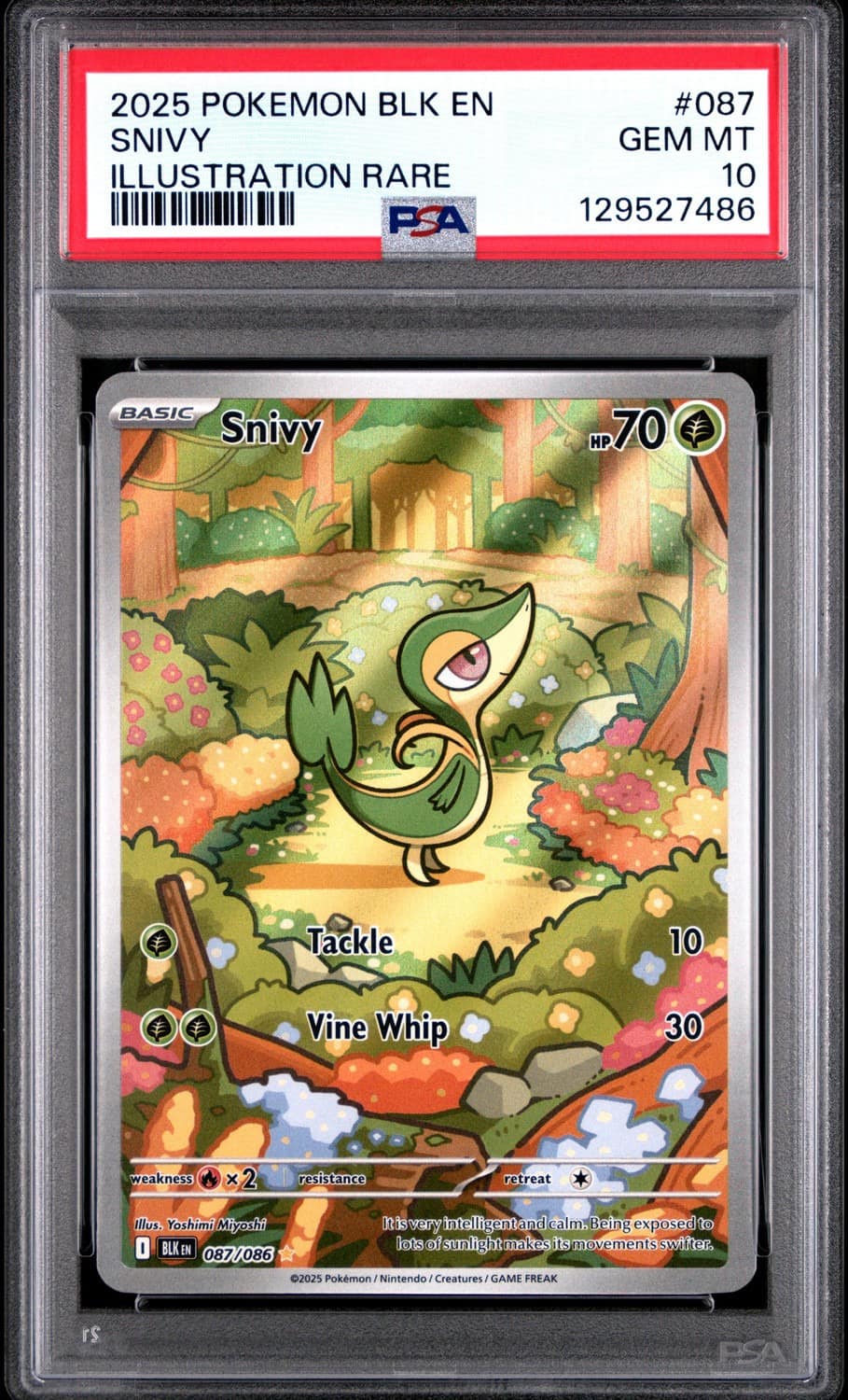Snivy