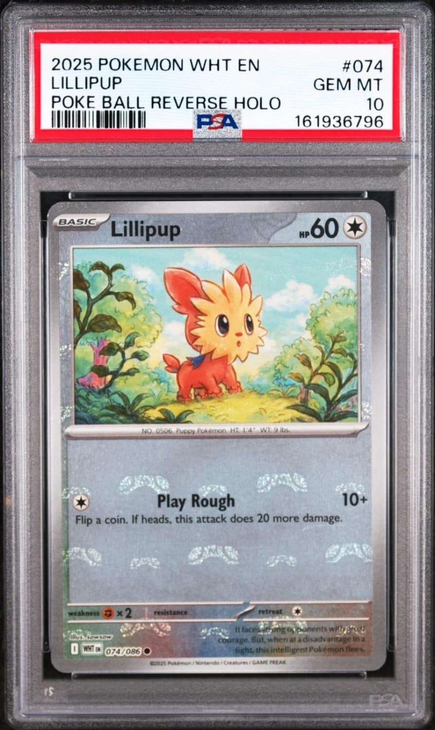 Lillipup