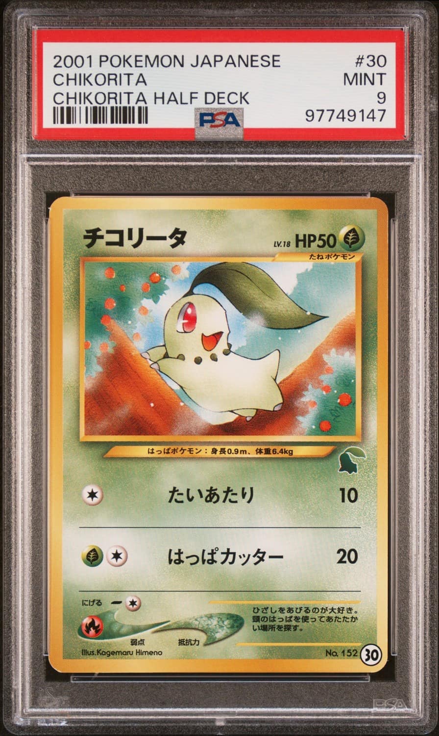 Chikorita