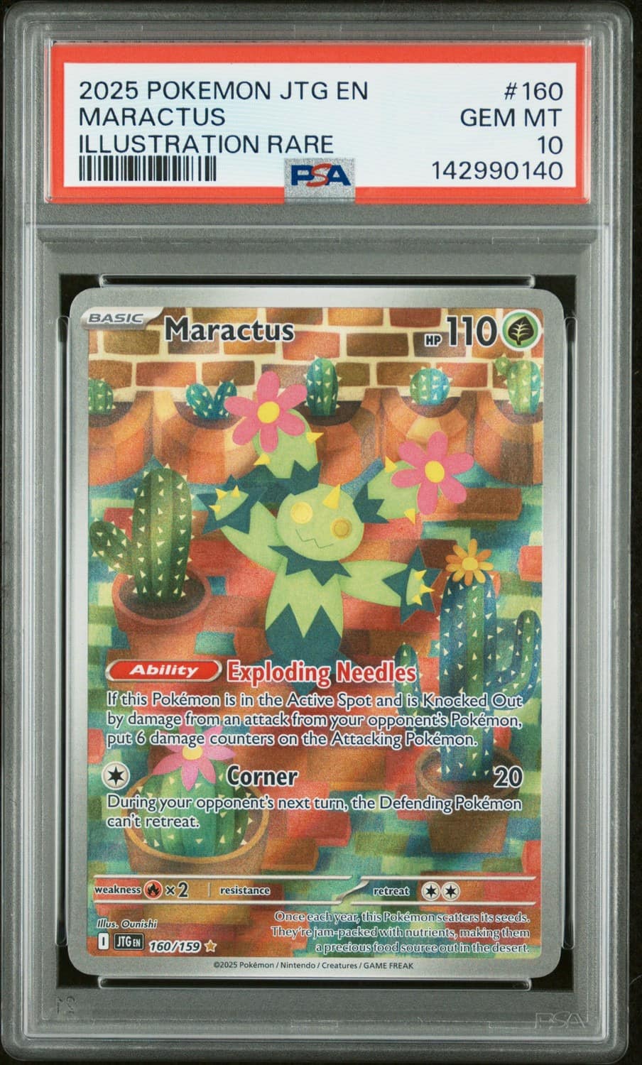 Maractus