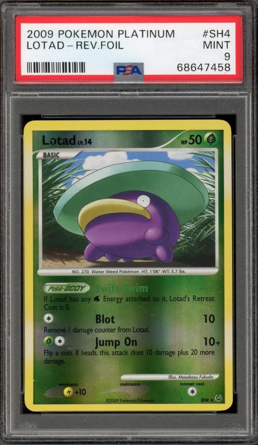 Lotad