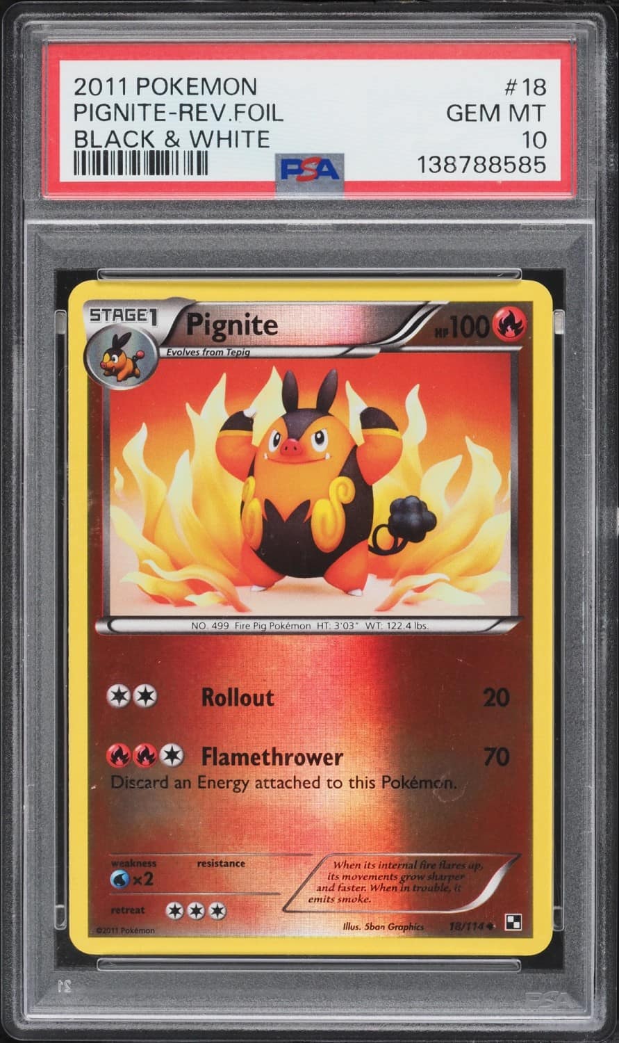 Pignite