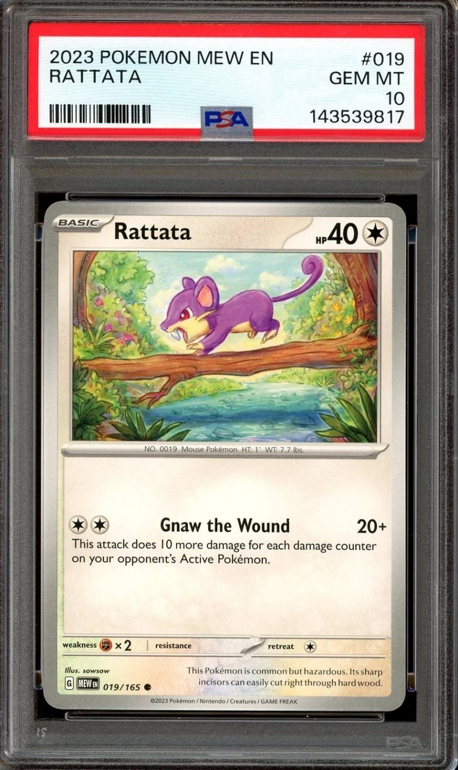 Rattata