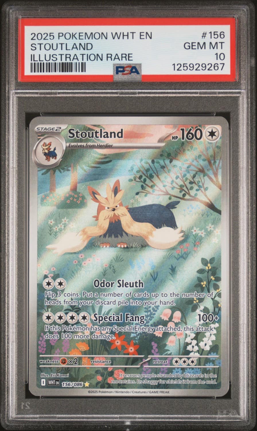 Stoutland