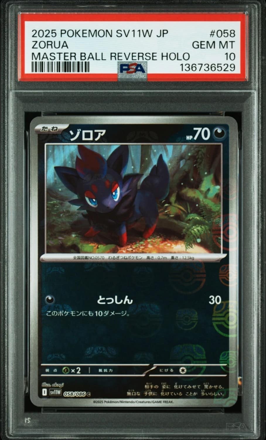 Zorua