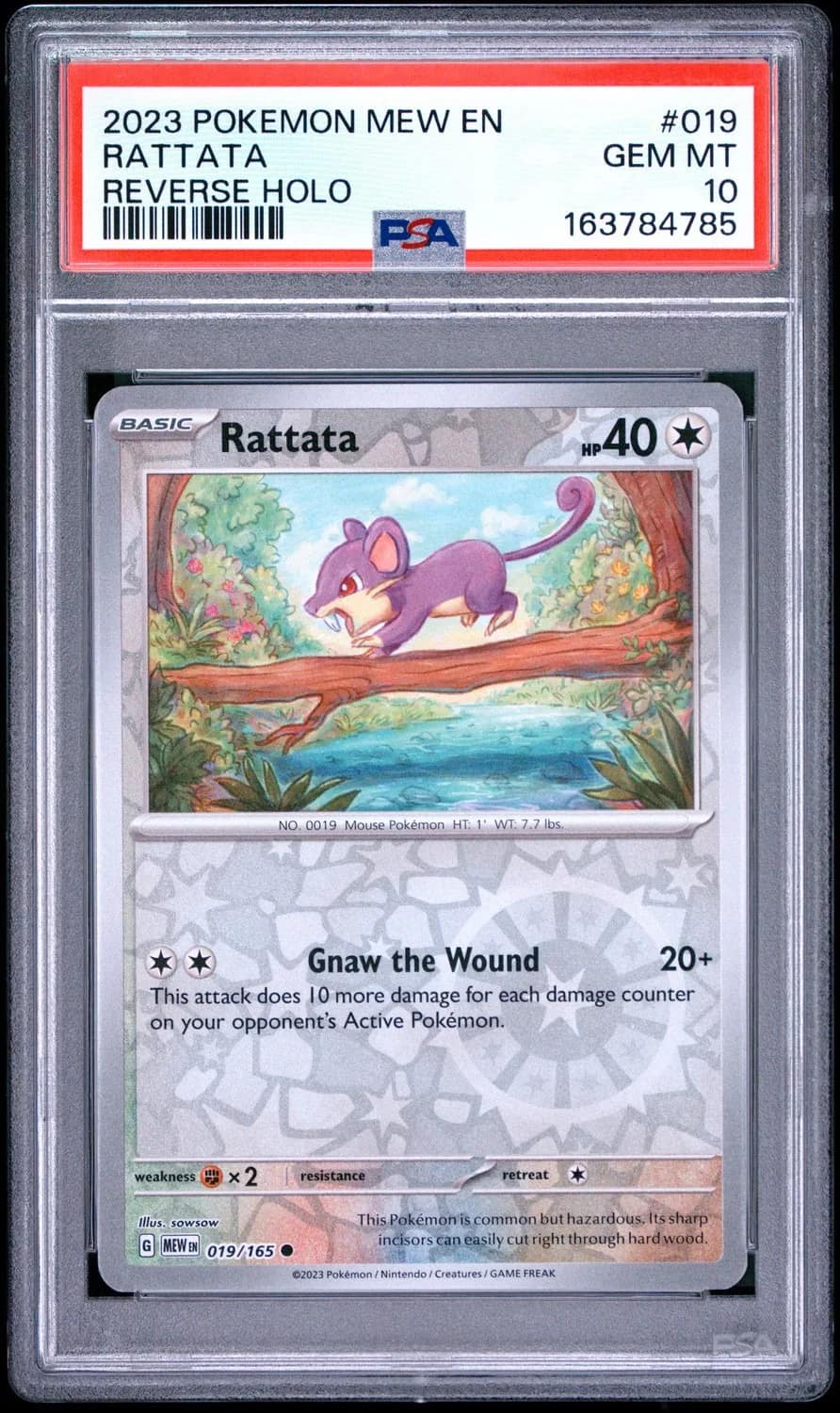 Rattata