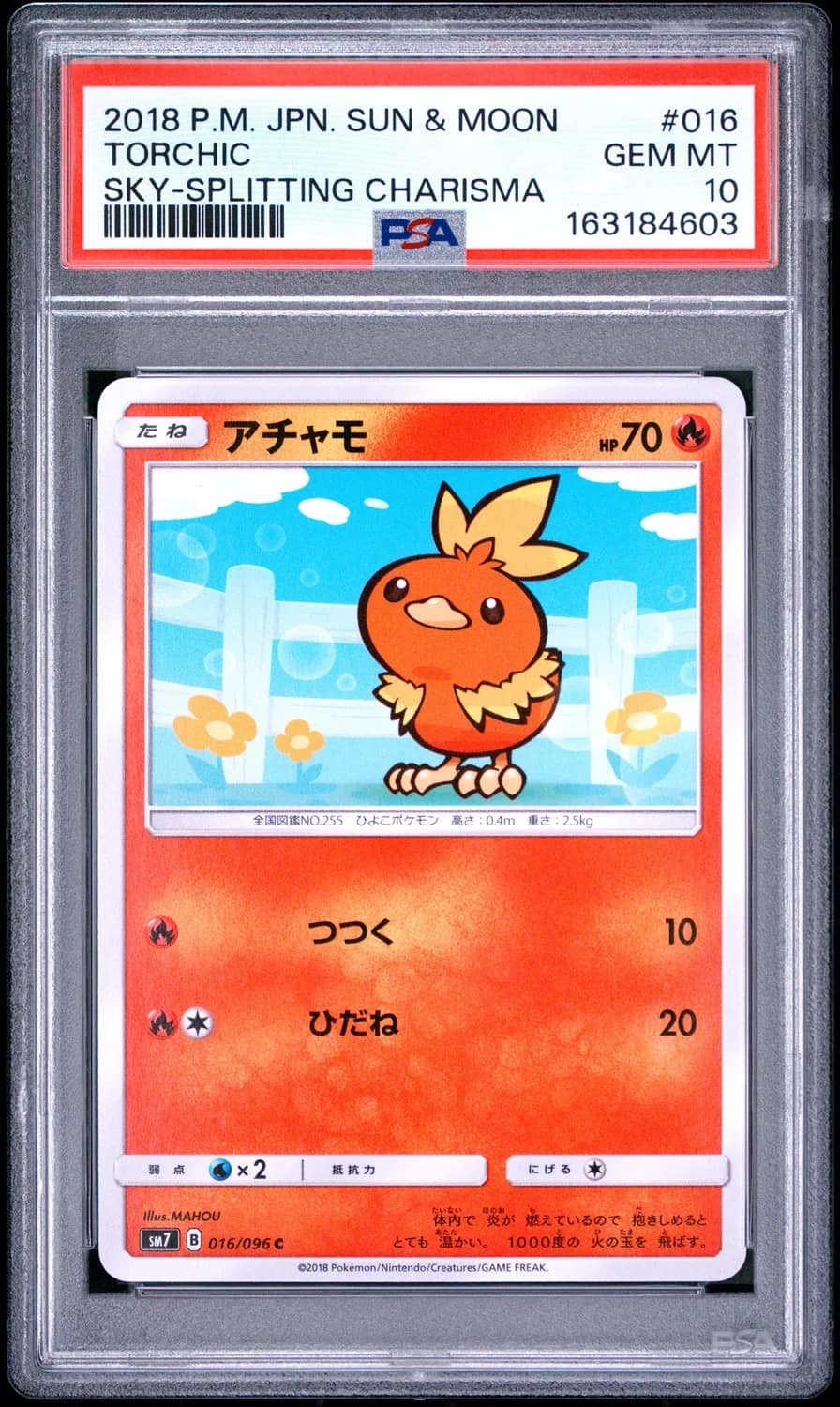 Torchic