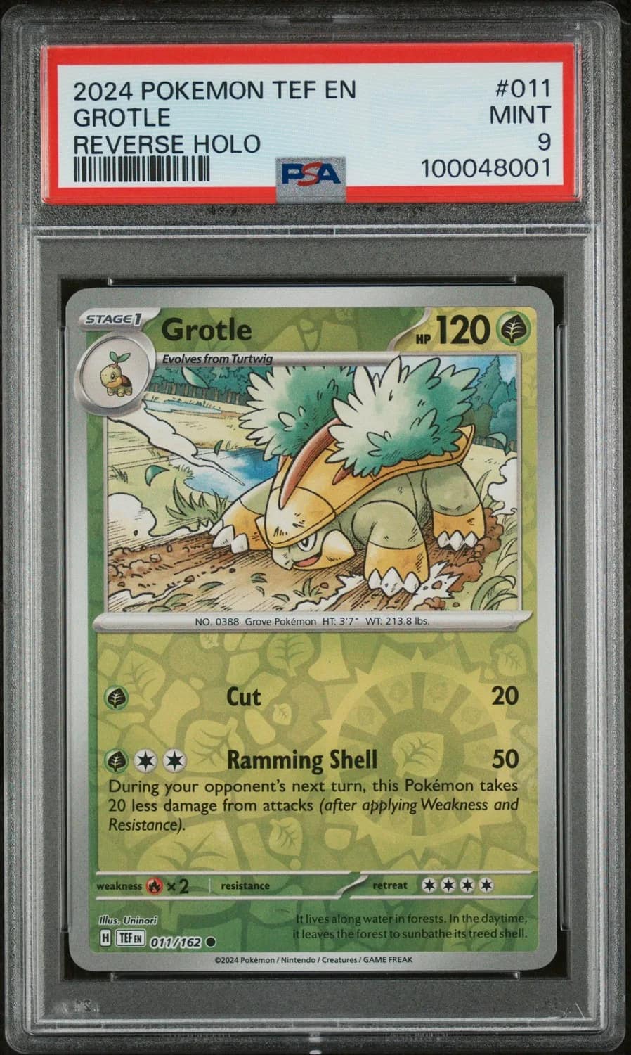 Grotle