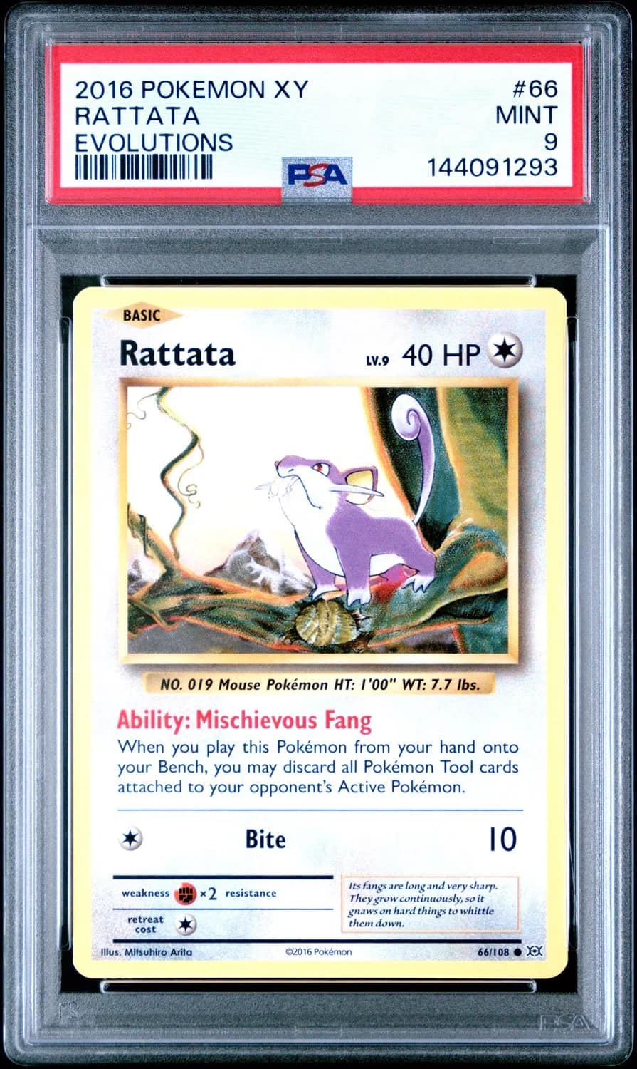 Rattata