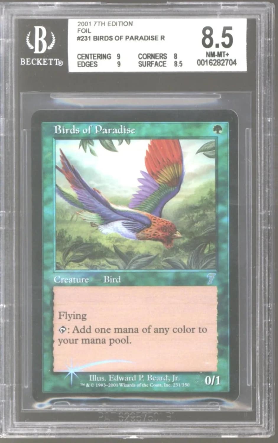 Birds Of Paradise