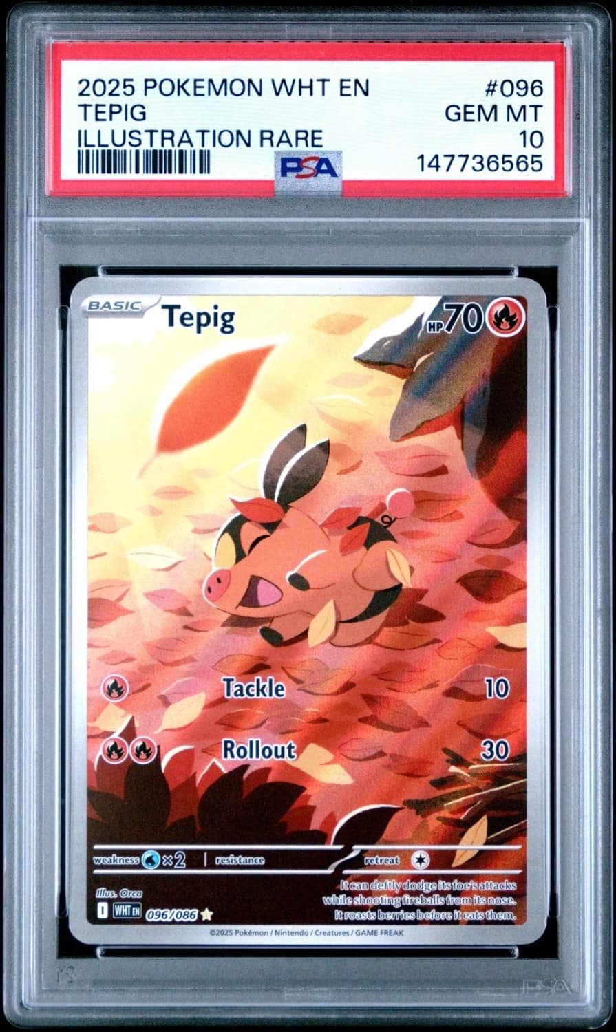 Tepig