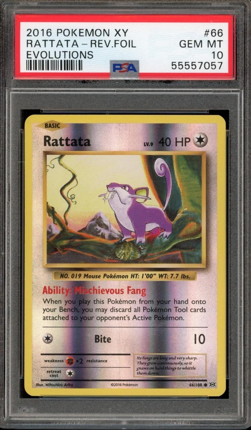 Rattata