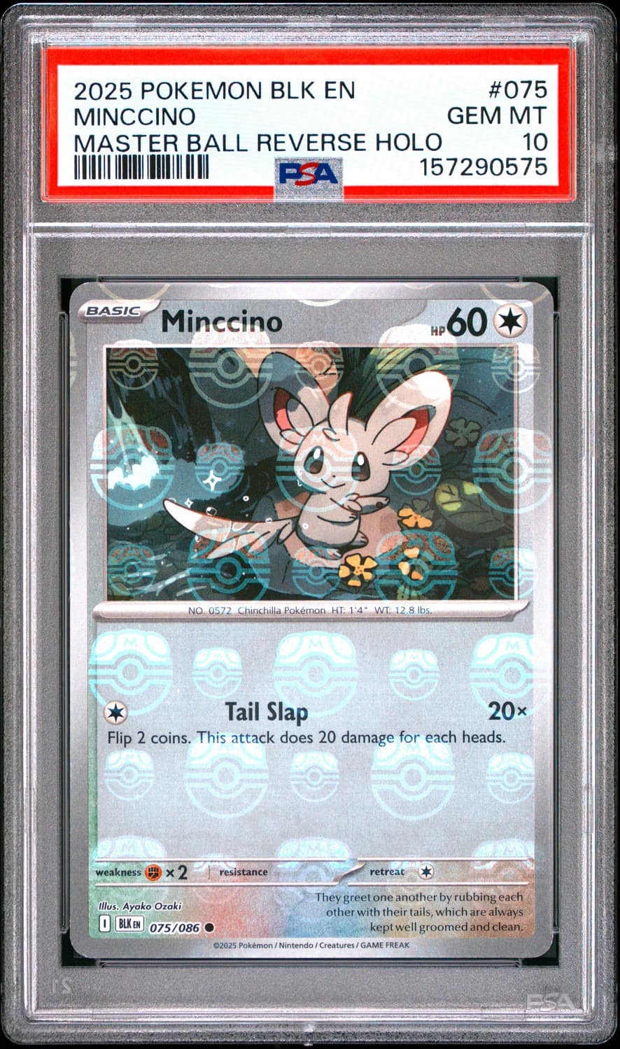 Minccino