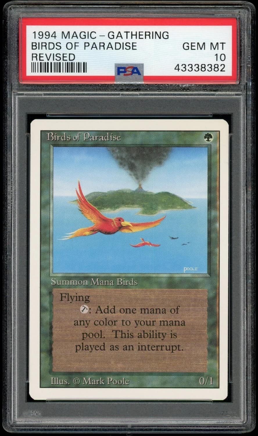 Birds Of Paradise