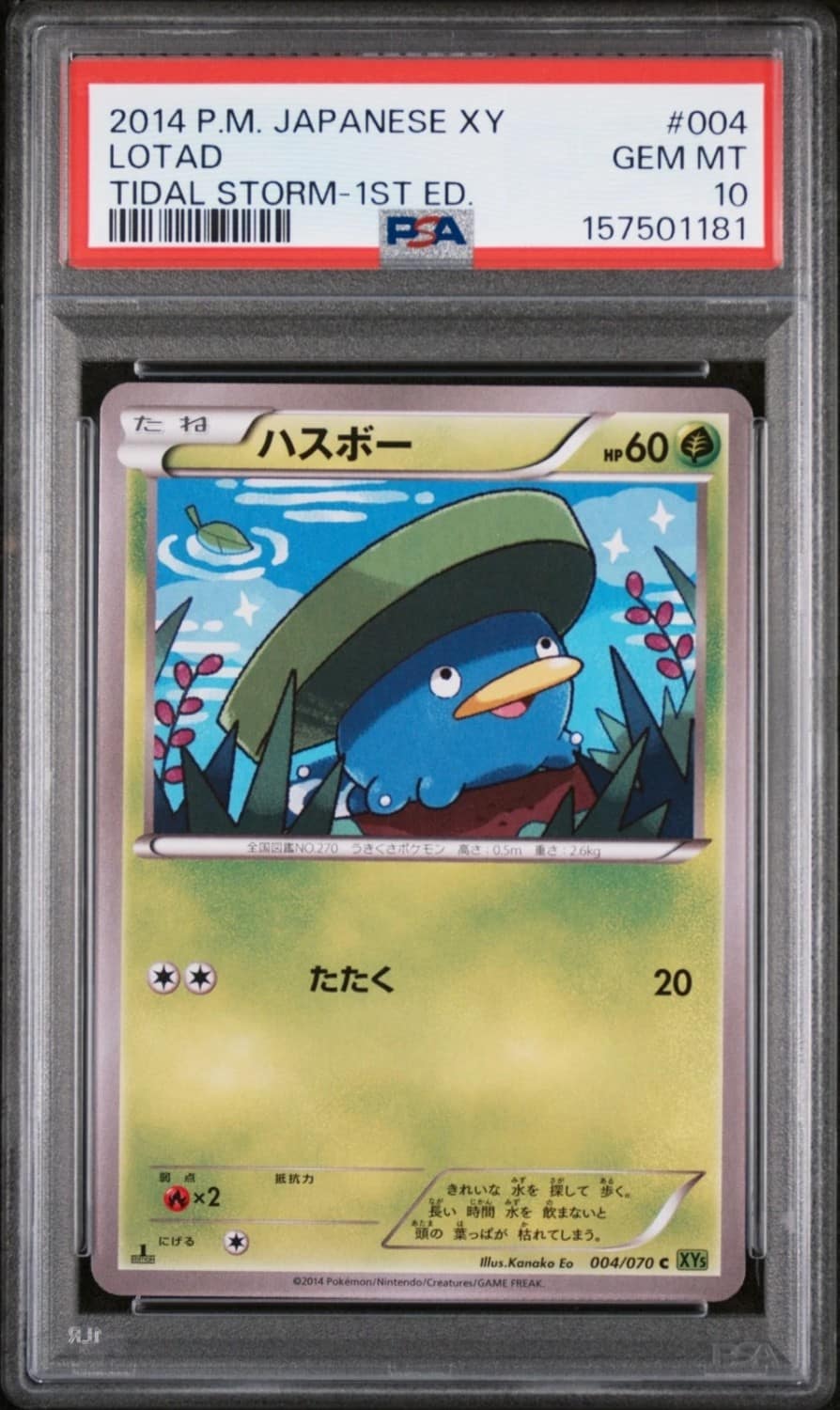 Lotad