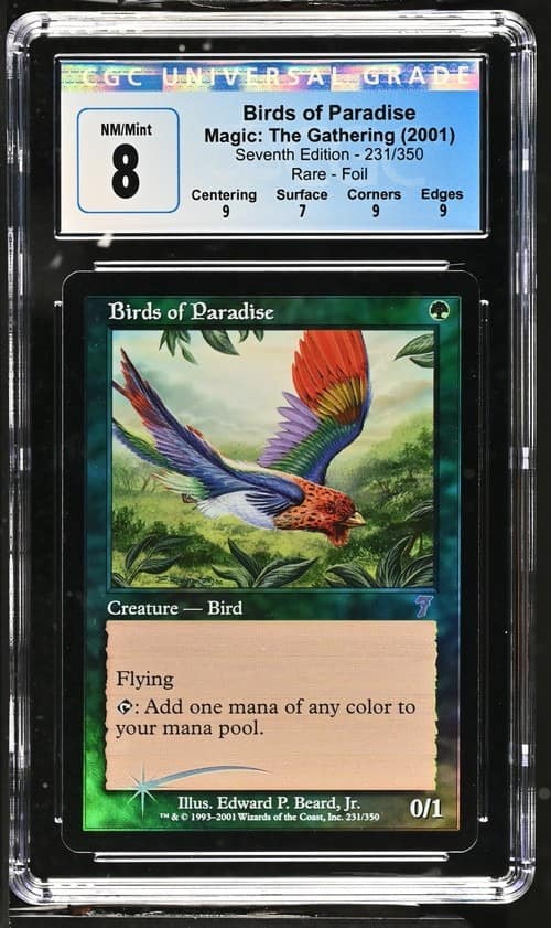 Birds Of Paradise