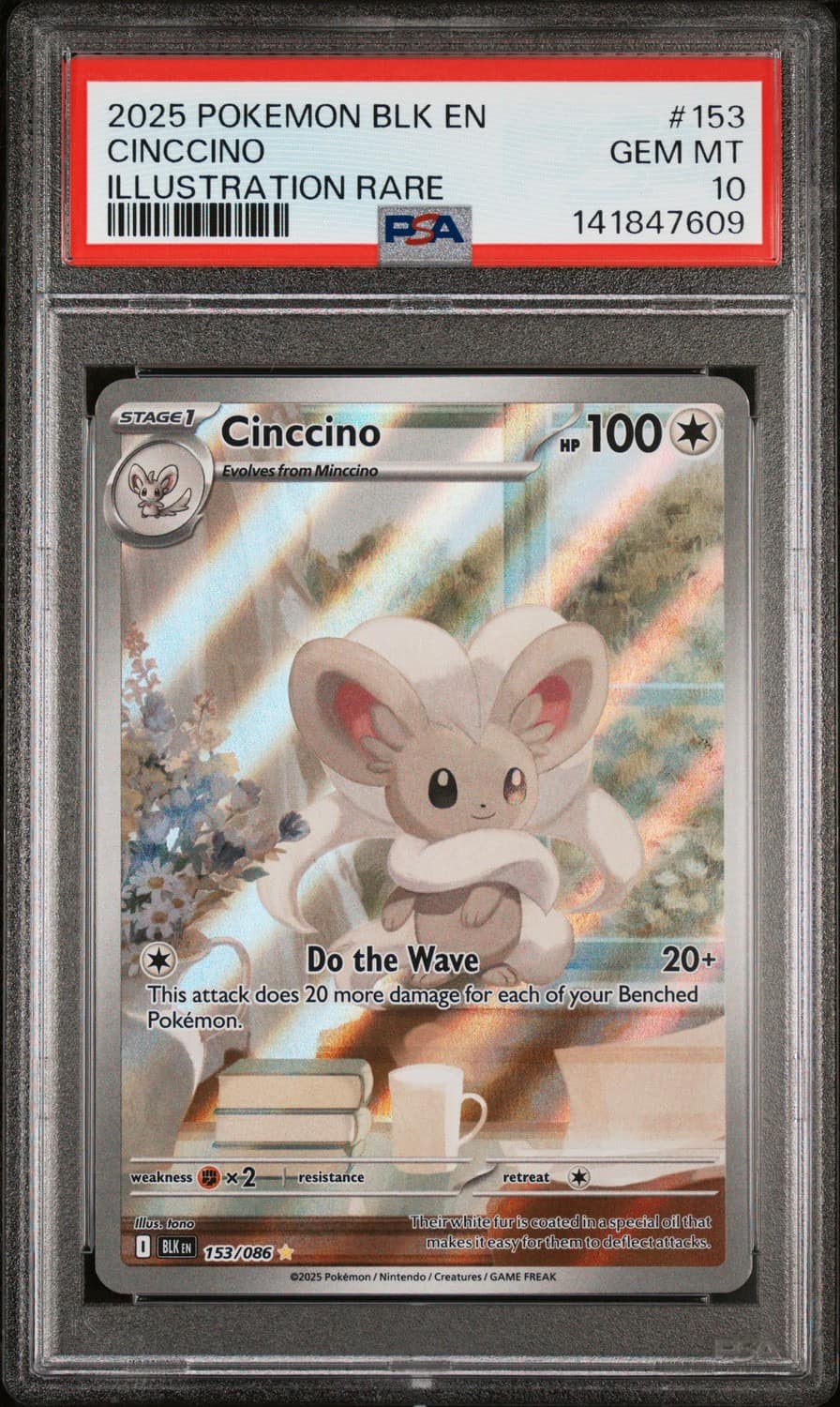 Cinccino