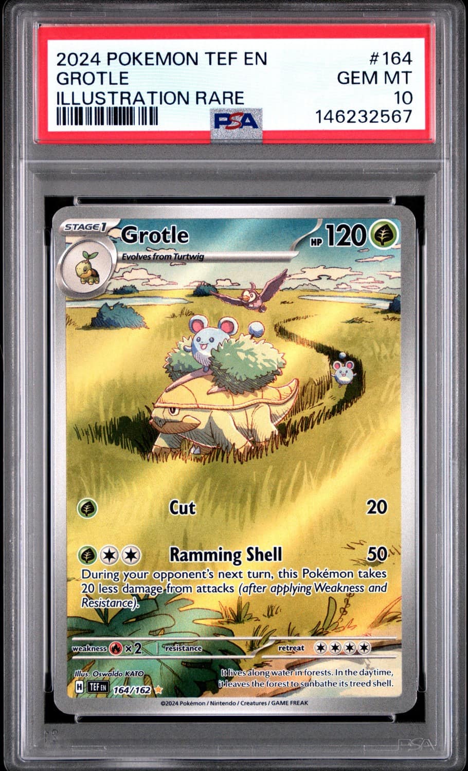 Grotle