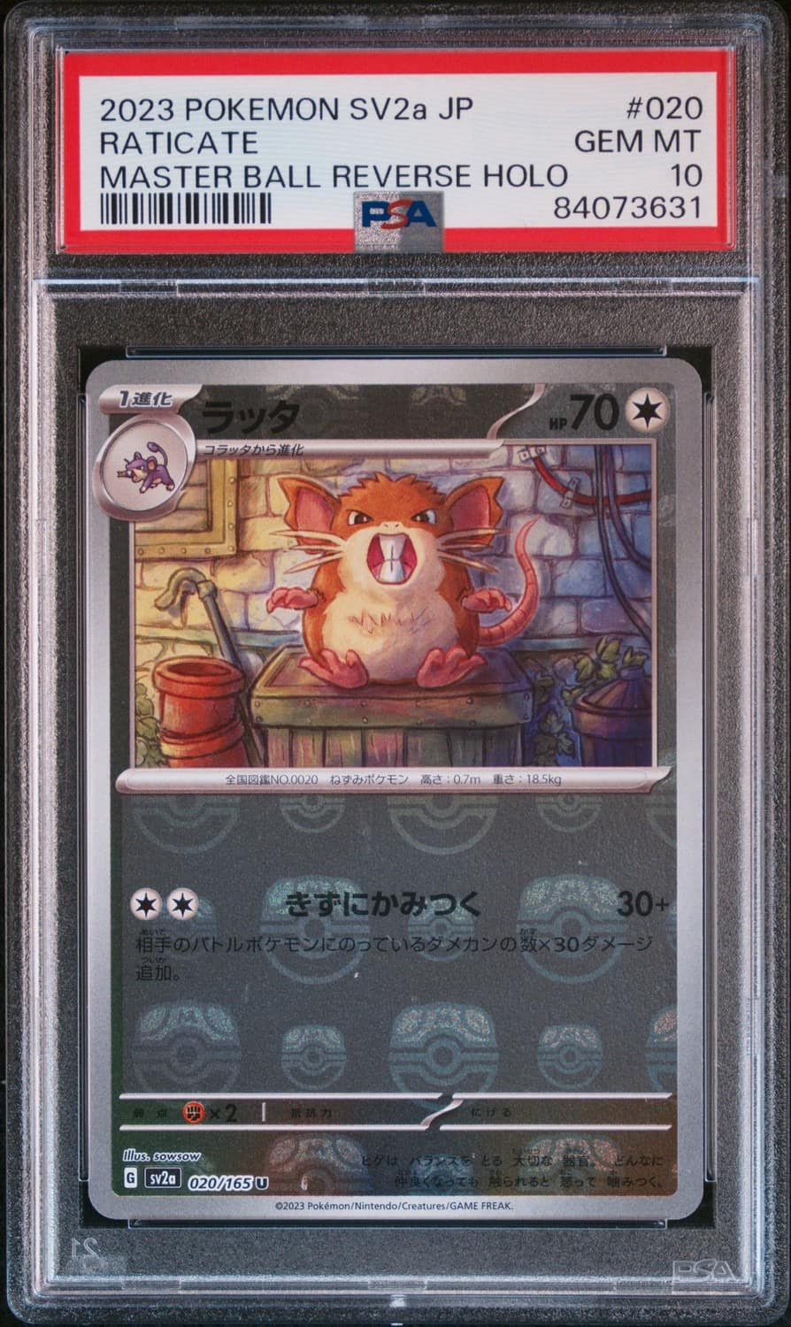 Raticate