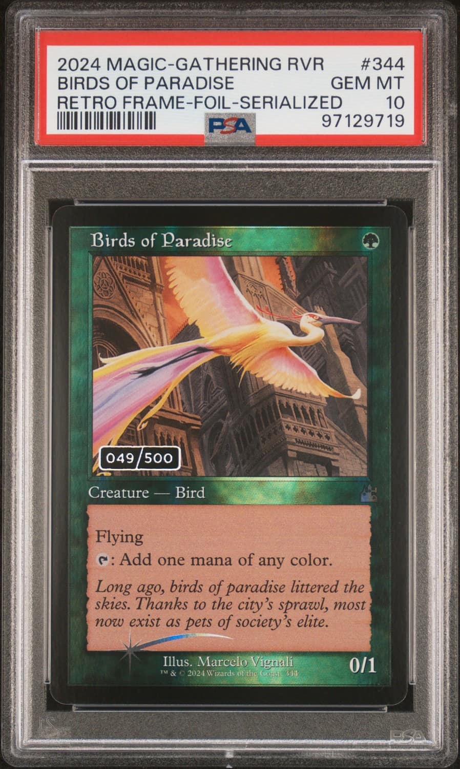 Birds Of Paradise