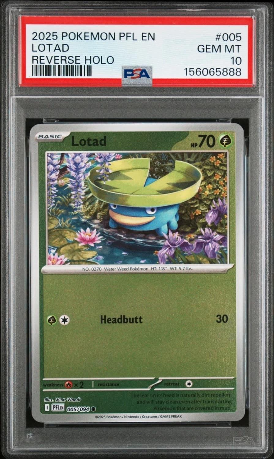 Lotad