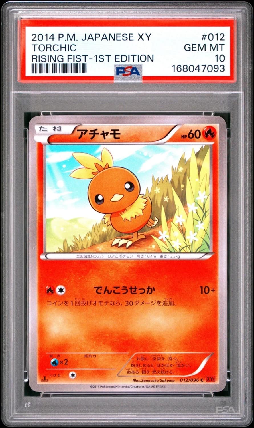 Torchic