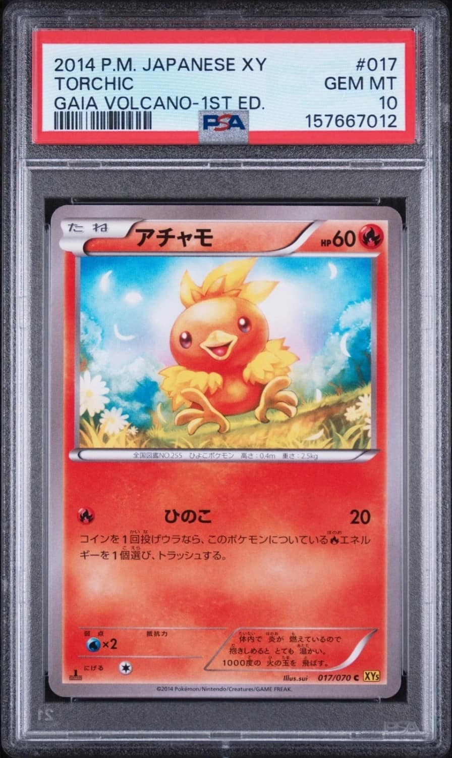 Torchic