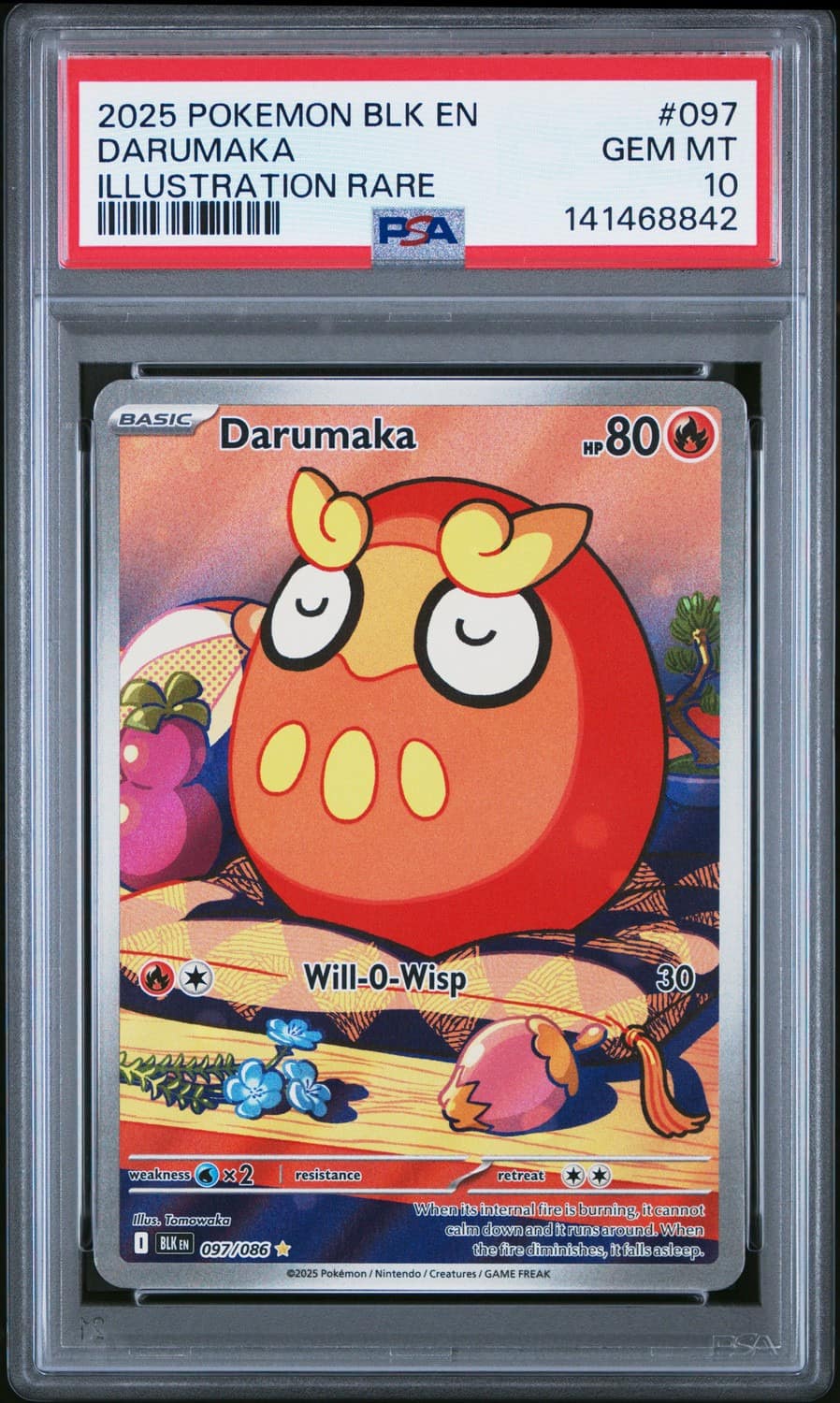 Darumaka
