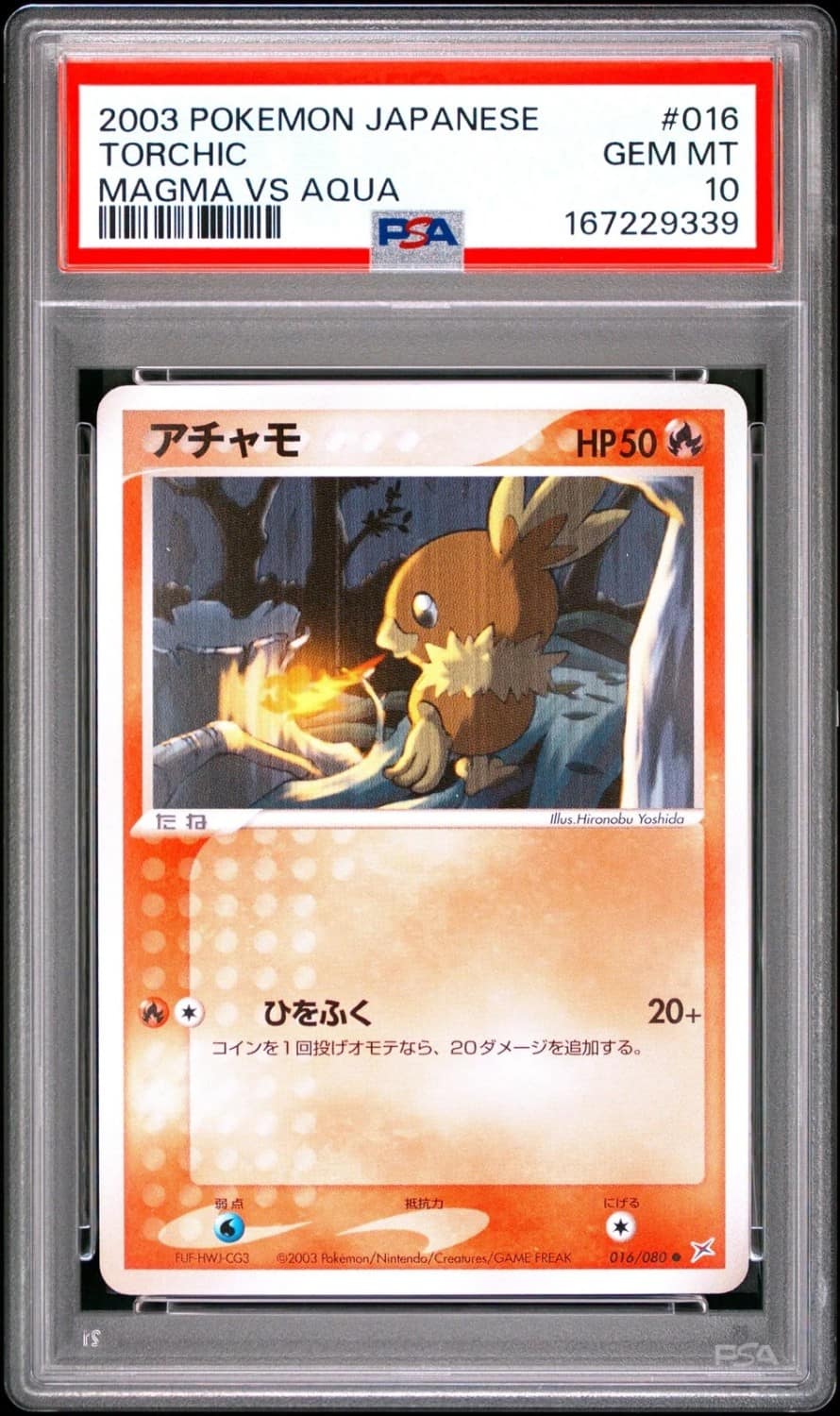 Torchic