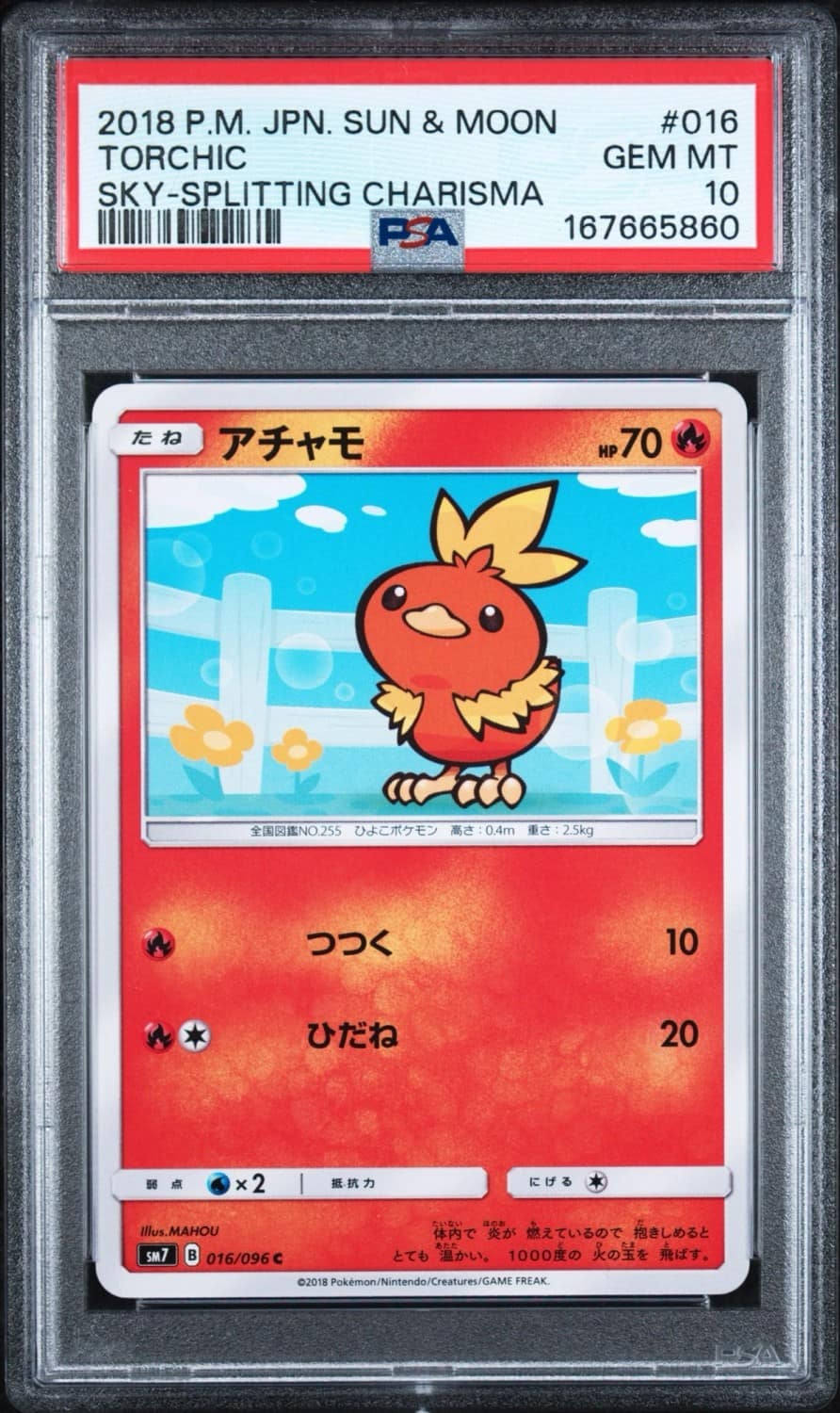 Torchic