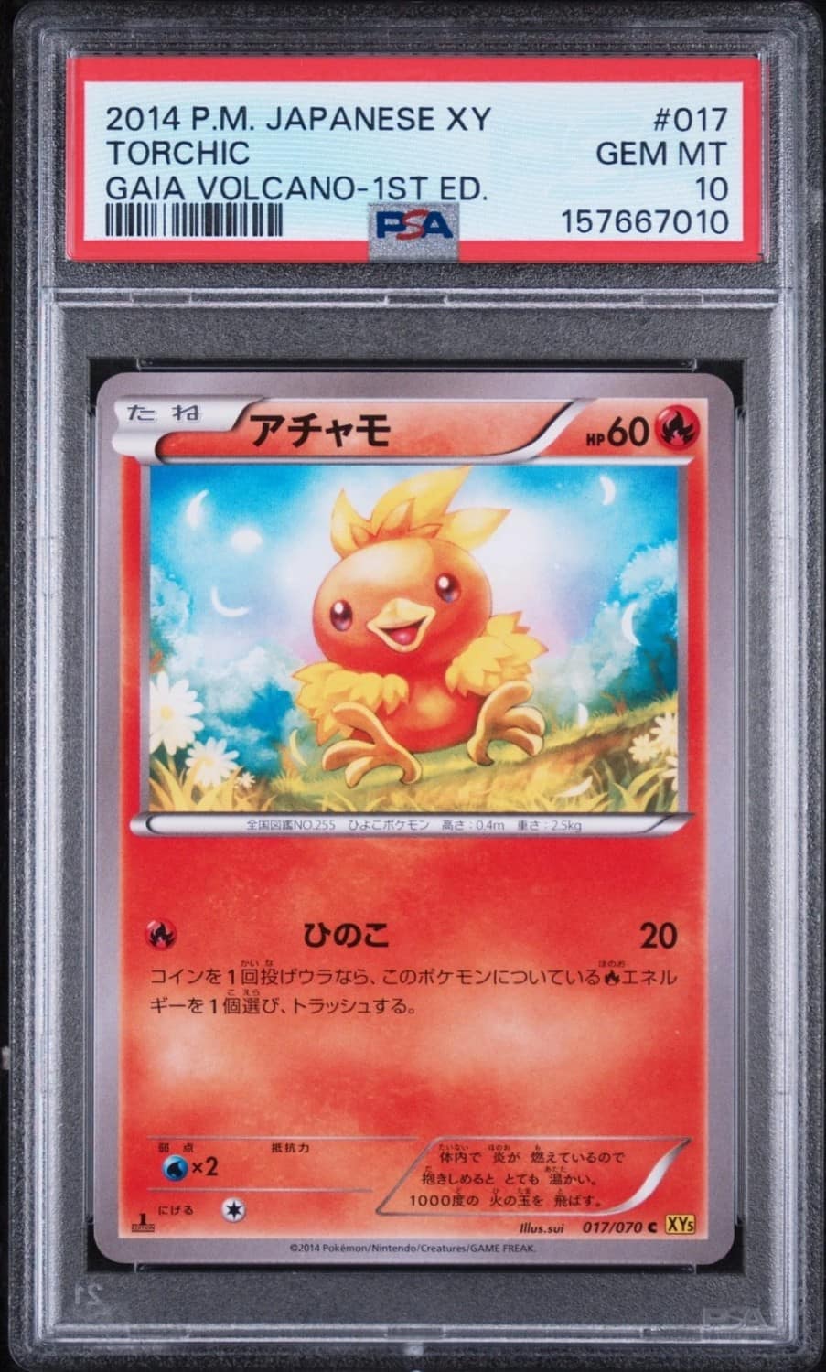 Torchic