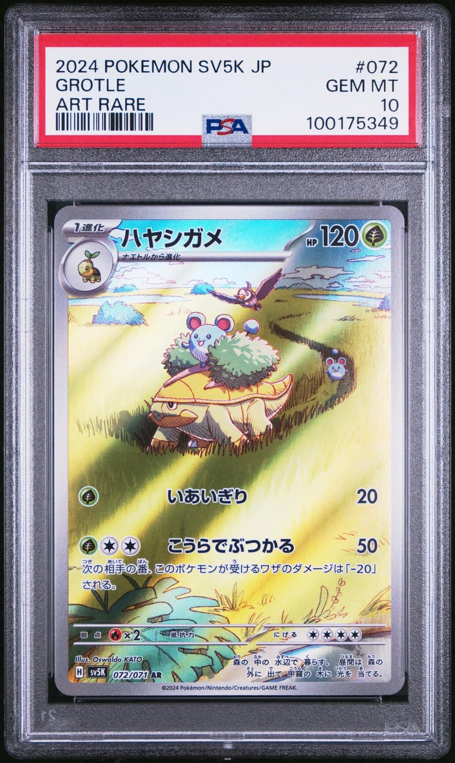 Grotle