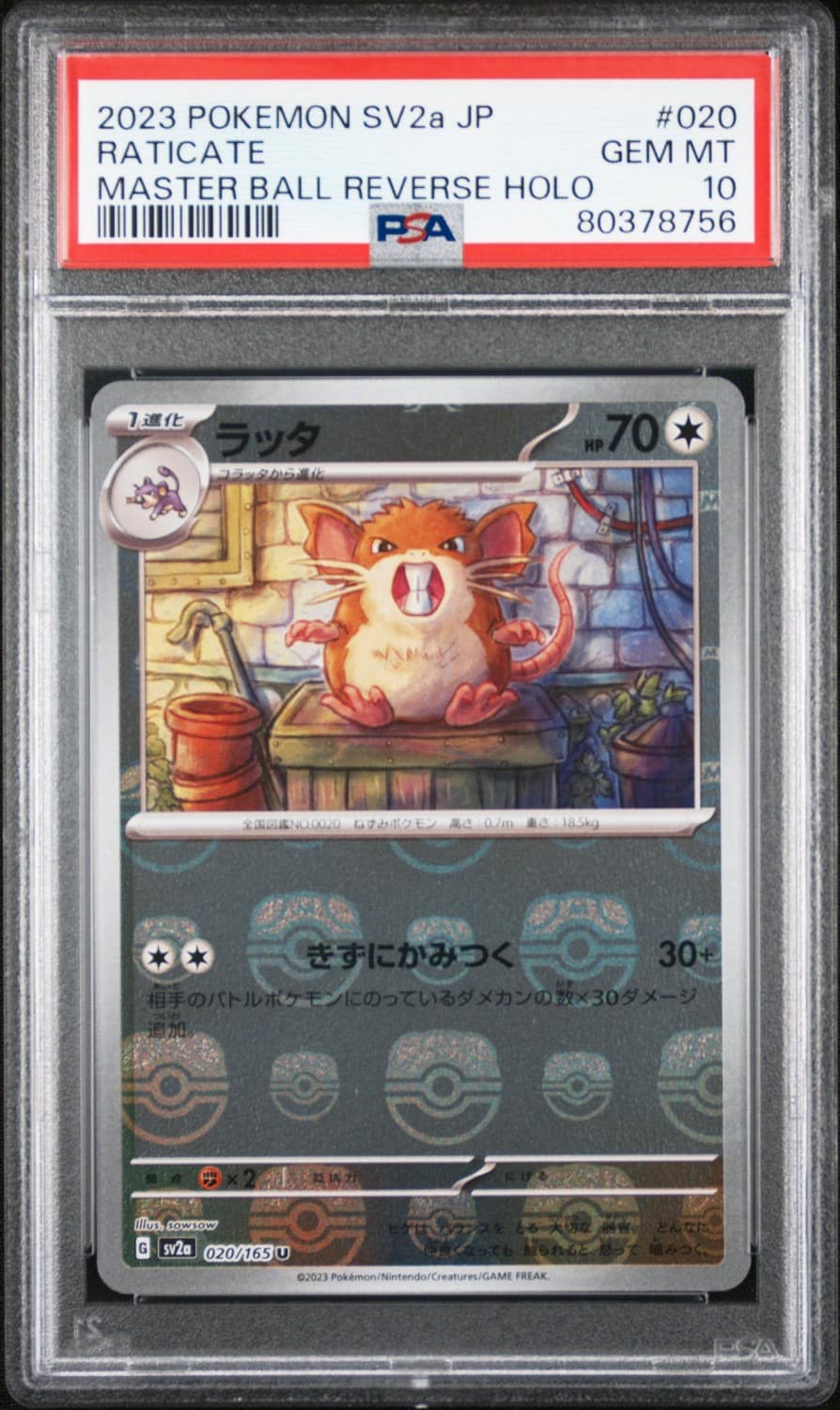Raticate