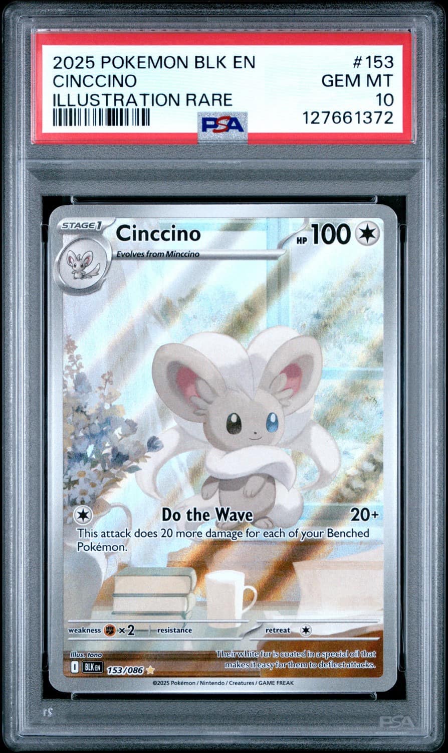 Cinccino