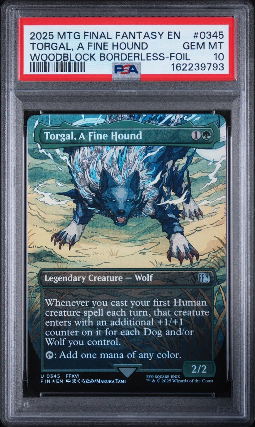 Torgal, A Fine Hound