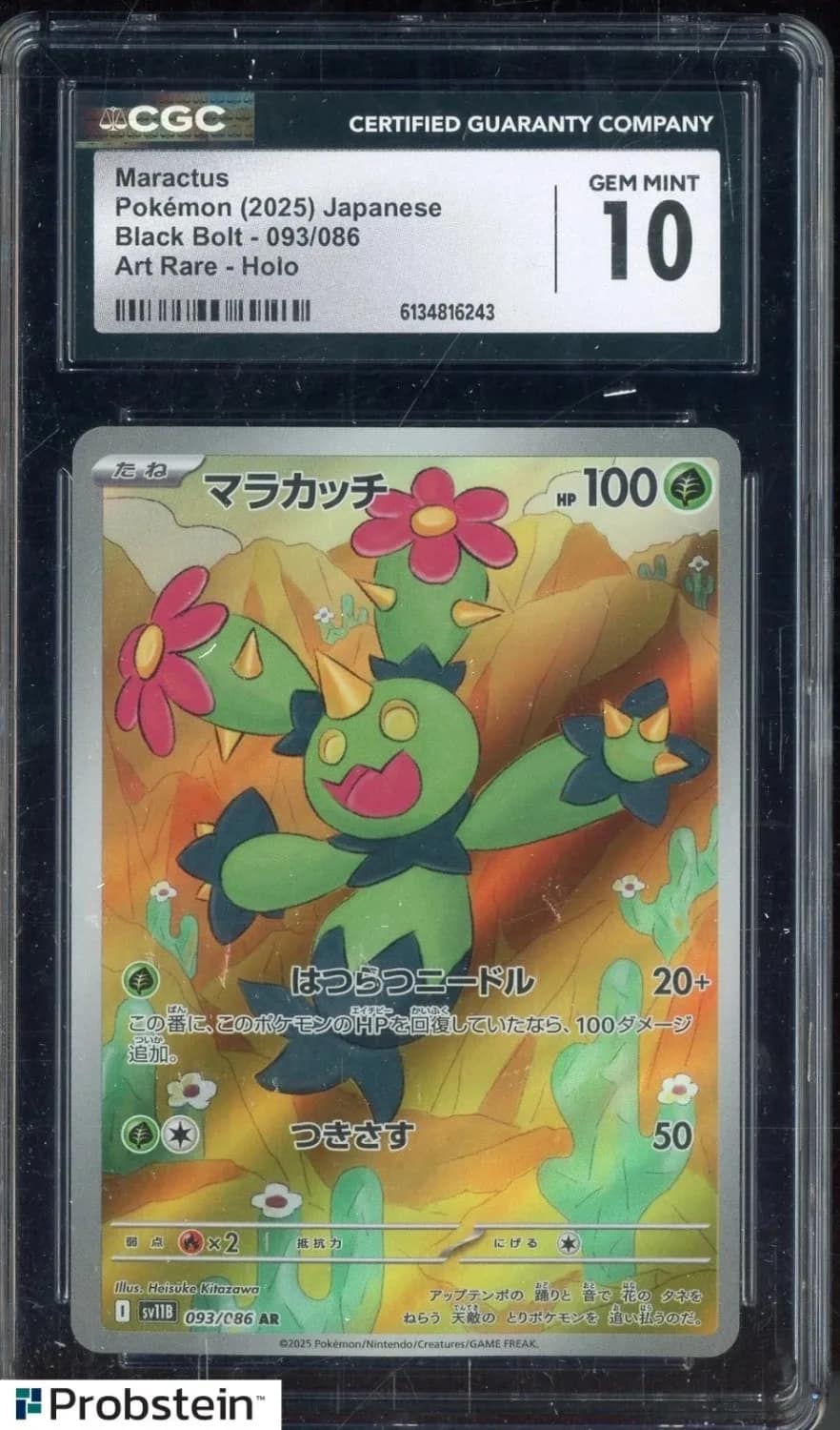 Maractus