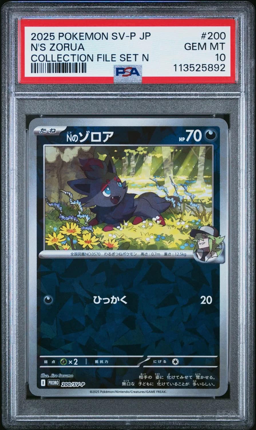 N'S Zorua