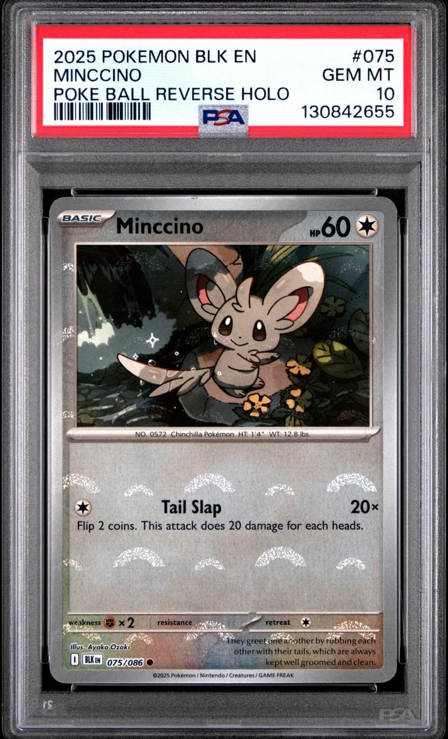 Minccino