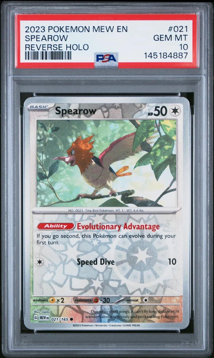 Spearow