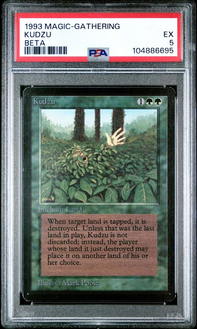 Kudzu